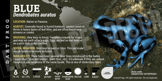 Dendrobates auratus 'Blue' Dart Frog Label
