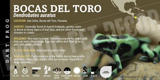 Dendrobates auratus 'Bocas Del Toro' Dart Frog Label