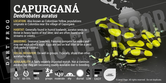 Dendrobates auratus 'Capurgana' Dart Frog Label