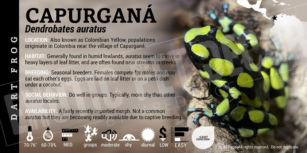 Dendrobates auratus 'Capurgana' Dart Frog Label