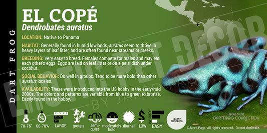 Dendrobates auratus 'El Cope Auratus' Dart Frog Label