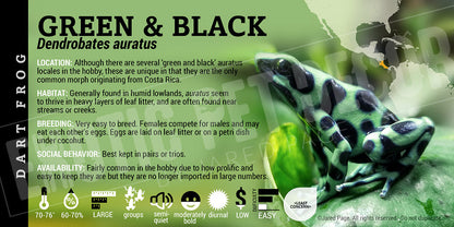 Dendrobates auratus 'Green And Black' Dart Frog Label