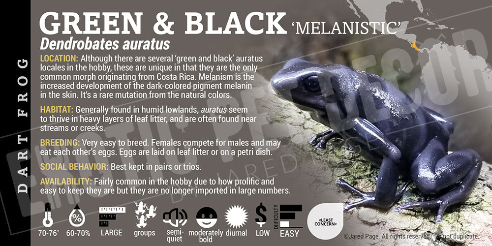 Dendrobates auratus 'Green And Black' Dart Frog Label