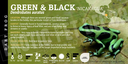 Dendrobates auratus 'Green And Black' Dart Frog Label