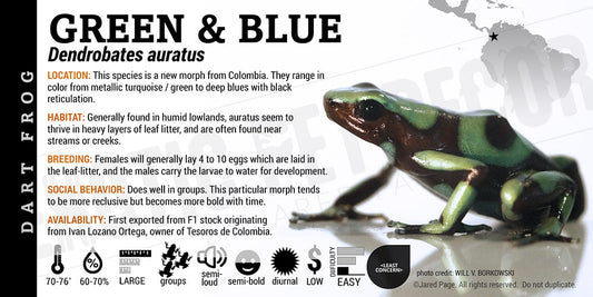 Dendrobates auratus 'Green And Blue' Dart Frog Label