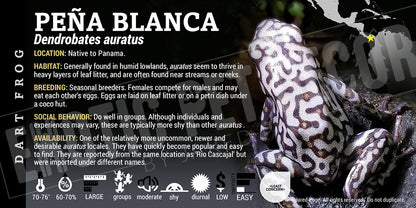 Dendrobates auratus 'Pena Blanca' Dart Frog Label