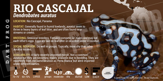 Dendrobates auratus 'Rio Cascajal' Dart Frog Label