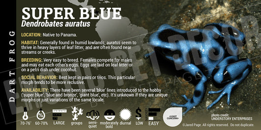 Dendrobates auratus 'Super Blue' Dart Frog Label