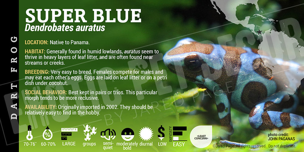 Dendrobates auratus 'Super Blue' Dart Frog Label