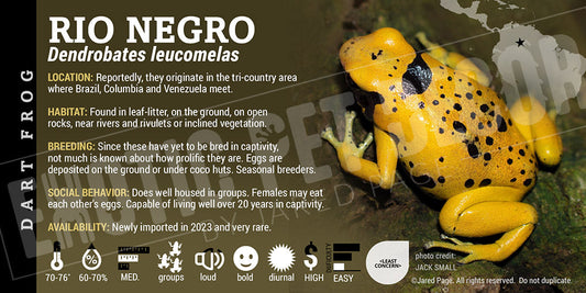 Dendrobates leucomelas 'Rio Negro' Dart Frog Label