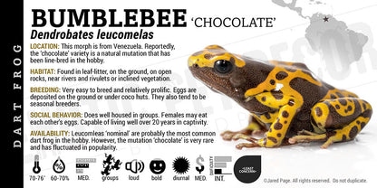 Dendrobates leucomelas 'Bumblebee' Dart Frog Label