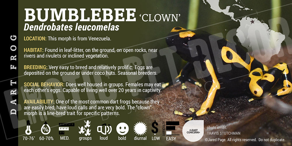 Dendrobates leucomelas 'Bumblebee' Dart Frog Label