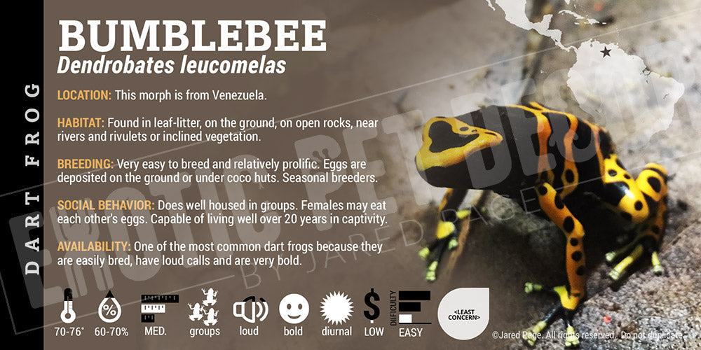 Dendrobates leucomelas 'Bumblebee' Dart Frog Label