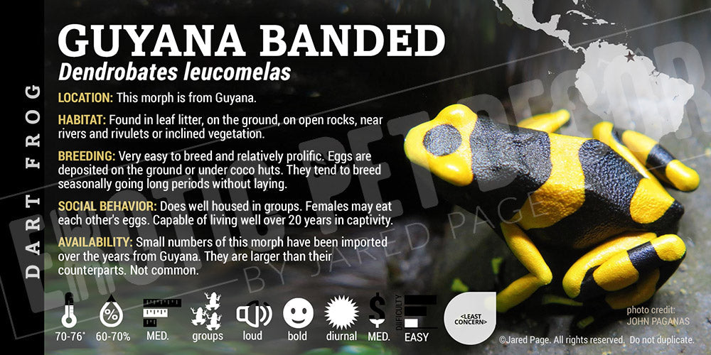 Dendrobates leucomelas 'Guyana Banded' Dart Frog Label