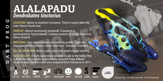 Dendrobates tinctorius 'Alalapadu' Dart Frog Label