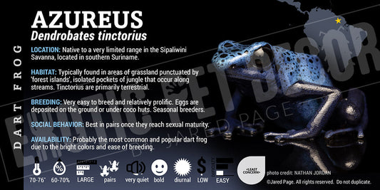 Dendrobates tinctorius 'Azureus' Dart Frog Label