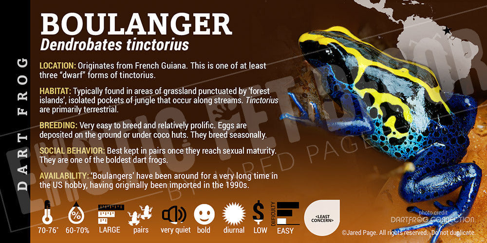 Dendrobates tinctorius 'Boulanger' Dart Frog Label