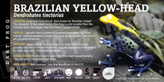 Dendrobates tinctorius 'Brazilian Yellow Head' Dart Frog Label