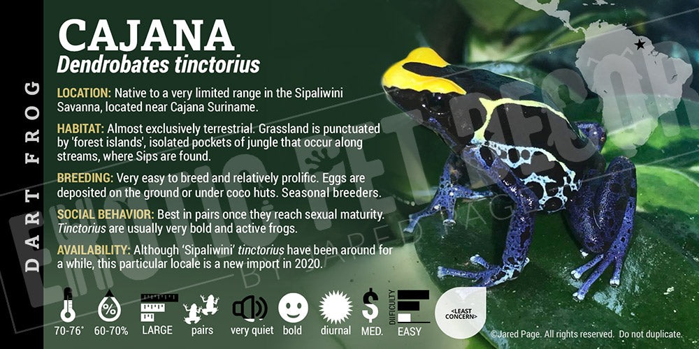 Dendrobates tinctorius 'Cajana' Dart Frog Label