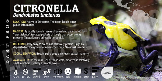 Dendrobates tinctorius 'Citronella' Dart Frog Label