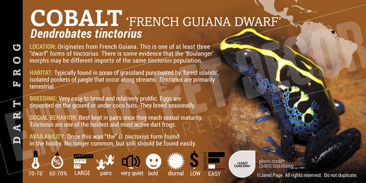 Dendrobates tinctorius 'Cobalt French Guiana' Dart Frog Label