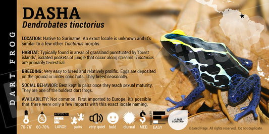 Dendrobates tinctorius 'Dasha' Dart Frog Label