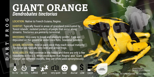 Dendrobates tinctorius 'Giant Orange' Dart Frog Label