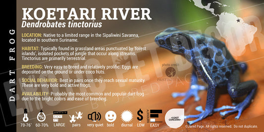 Dendrobates tinctorius 'Koetari River' Dart Frog Label