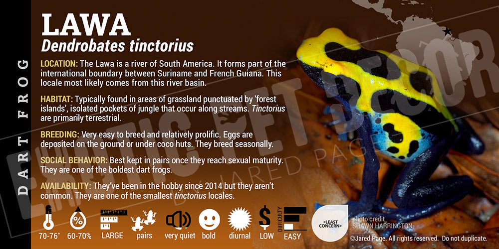 Dendrobates tinctorius 'Lawa' Dart Frog Label