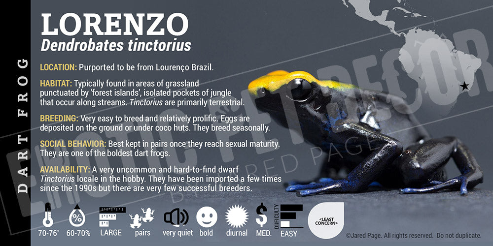 Dendrobates tinctorius 'Lorenzo' Dart Frog Label