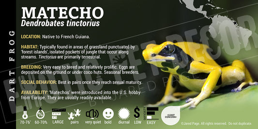 Dendrobates tinctorius 'Matecho' Dart Frog Label