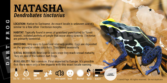 Dendrobates tinctorius 'Natasha' Dart Frog Label