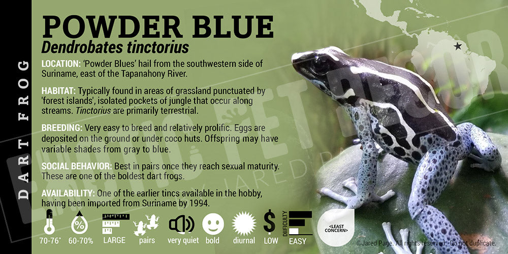 Dendrobates tinctorius 'Powder Blue' Dart Frog Label