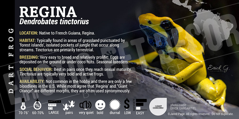 Dendrobates tinctorius 'Regina' Dart Frog Label