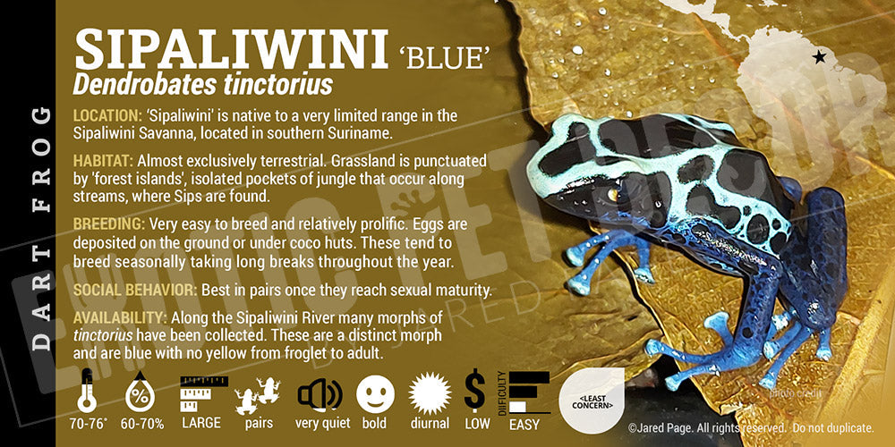 Dendrobates tinctorius 'Sipaliwini Blue' Dart Frog Label