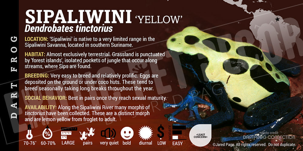 Dendrobates tinctorius 'Sipaliwini Yellow' Dart Frog Label