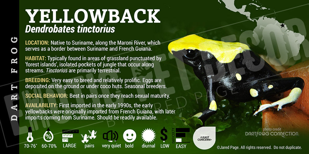 Dendrobates tinctorius 'Yellowback' Dart Frog Label