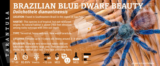 Dolichothele diamantinensis 'Brazilian Blue Dwarf Beauty' Tarantula