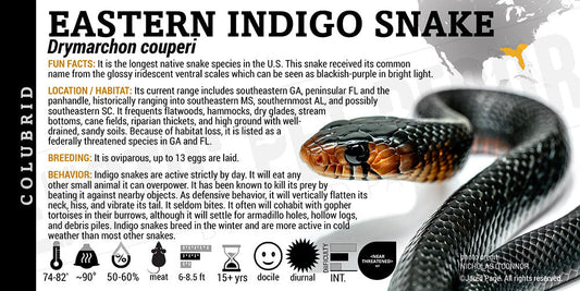 Drymarchon couperi 'Eastern Indigo' Snake