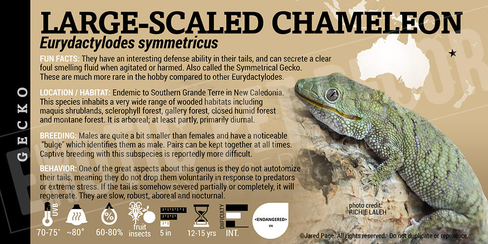 Eurydactylodes symmetricus 'Large Scaled Chameleon' Gecko