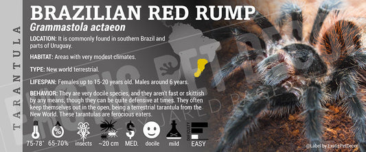 Grammastola actaeon 'Brazilian Red Rump' Tarantula