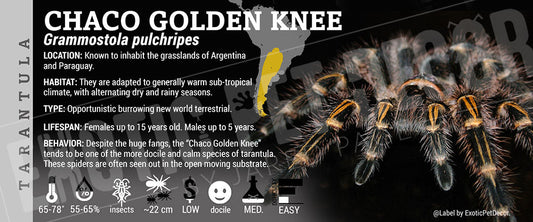 Grammostola pulchripes 'Chaco Golden Knee' Tarantula