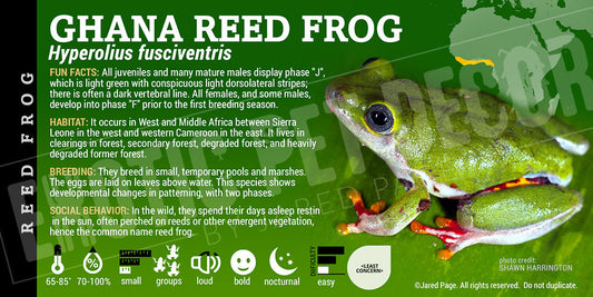 Hyperolius fusciventris 'Ghana Reed Frog'