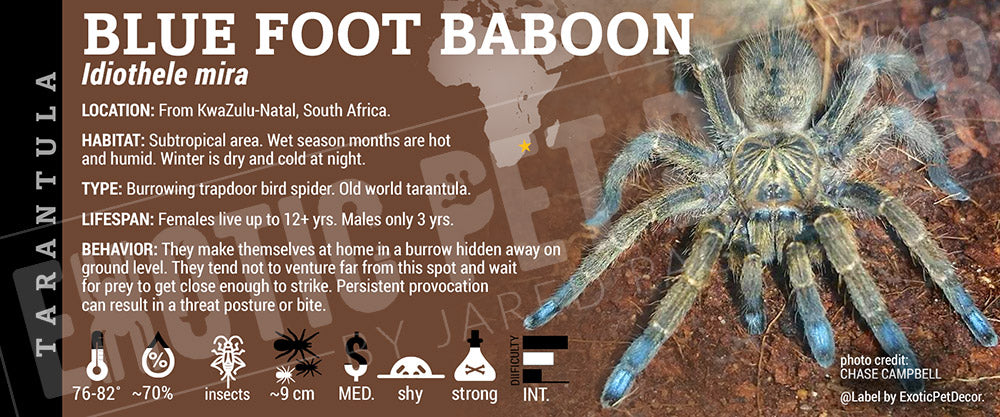 Idiothele mira 'Blue Foot Baboon' Tarantula