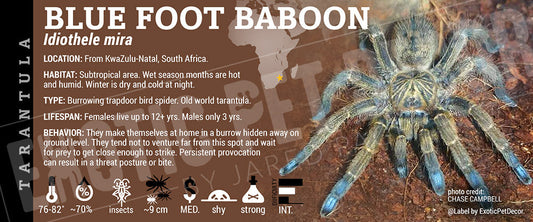 Idiothele mira 'Blue Foot Baboon' Tarantula