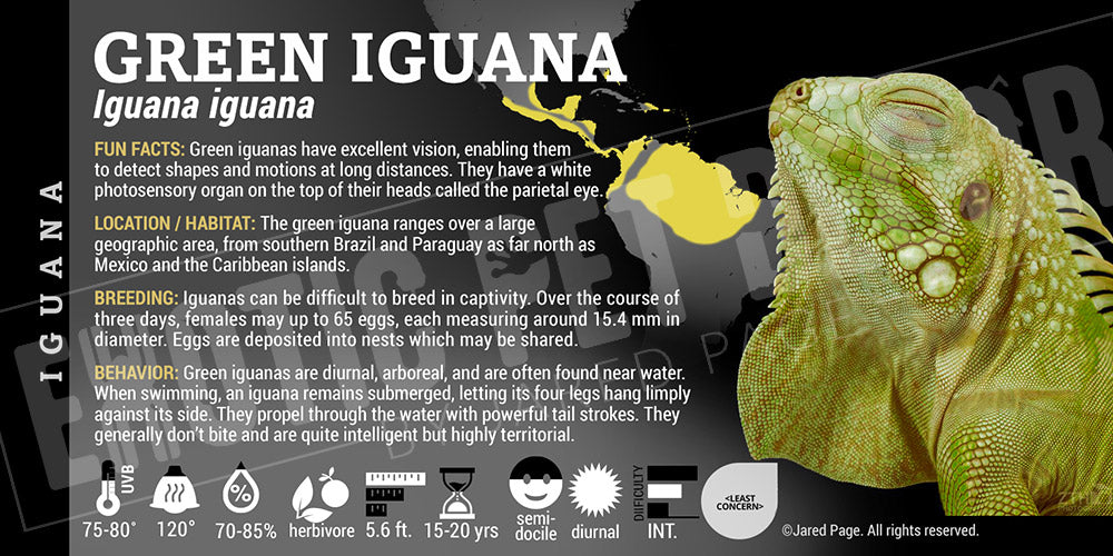 Iguana' IguanaGreen' Iguana Cards and Enclosure Labels β Exotic Pet Decor