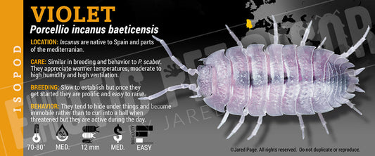 Incanus baeticensis 'Porcellio Violet' isopod label