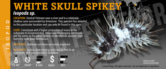 Isopoda sp 'White Skull Spikey' isopod label