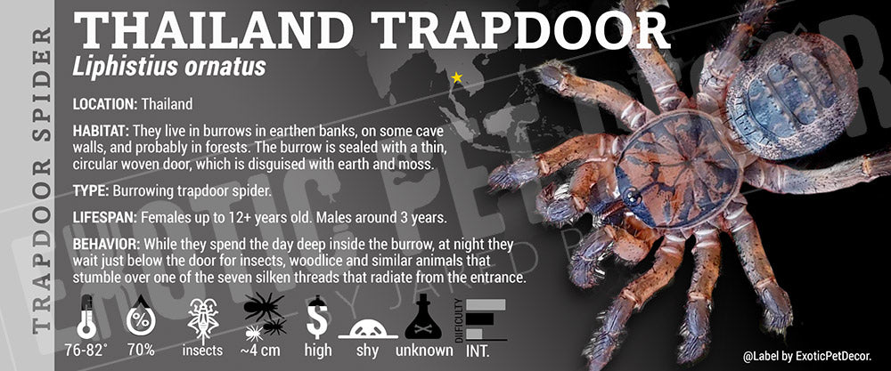 Liphistius ornatus 'Thailand Trapdoor' Spider