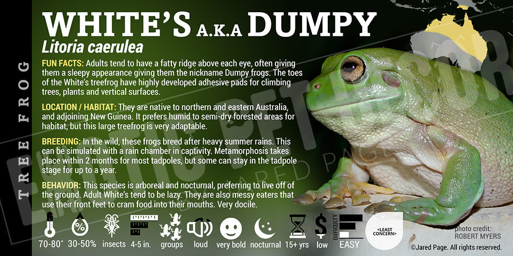 Litoria caerulea 'Whites Tree Frog'